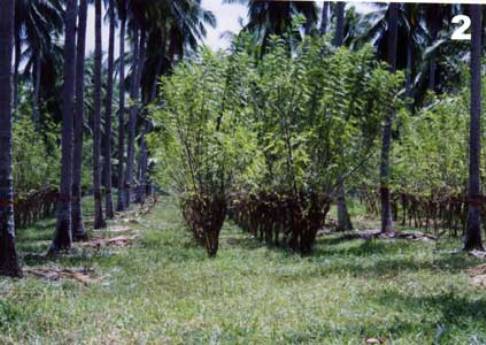 gliricidia-grown-on-ray-wijewardenes-coconut-estate-in-kakkapalliya