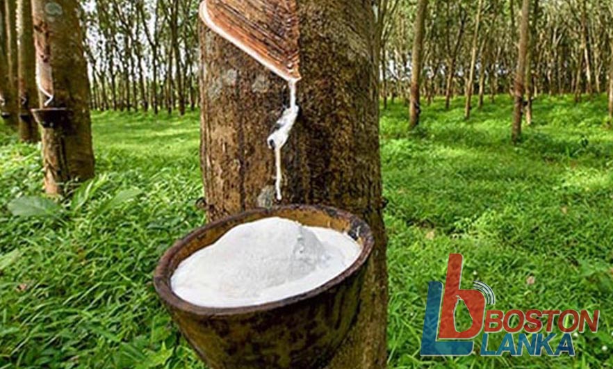 රබර් ආනයනය කිරීම වැළැක්වීමට සුදුසු ක්‍රියාමාර්ග ගැනීම සඳහා ජනපතිට වාර්තාවක්