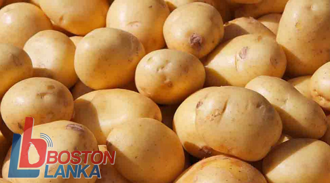 ආනයනික අර්තාපල් සඳහා විශේෂ වෙළෙඳ භාණ්ඩ බද්ද ඉහළට