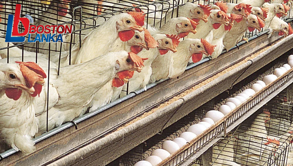 chicken-egg-industry