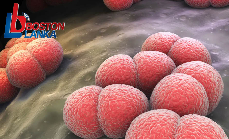 meningococcal-bacteria