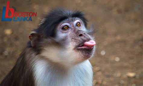 monkey