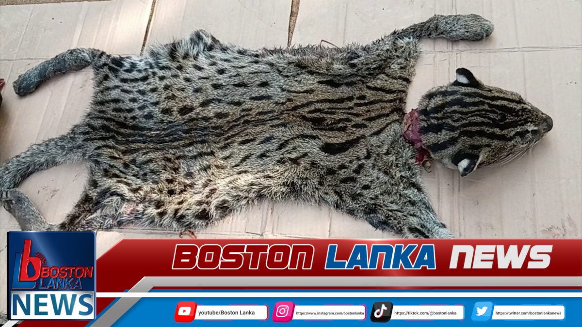 දැඩි ආරක්ෂීත ක්ෂීරපායි සත්වකු මෙන්ම දුර්ලභ සත්වයකු ලෙස සැලකෙන හඳුන් දිවියකු මරා මස් කළ අයෙක් වනජීවියට කොටු වෙයි.