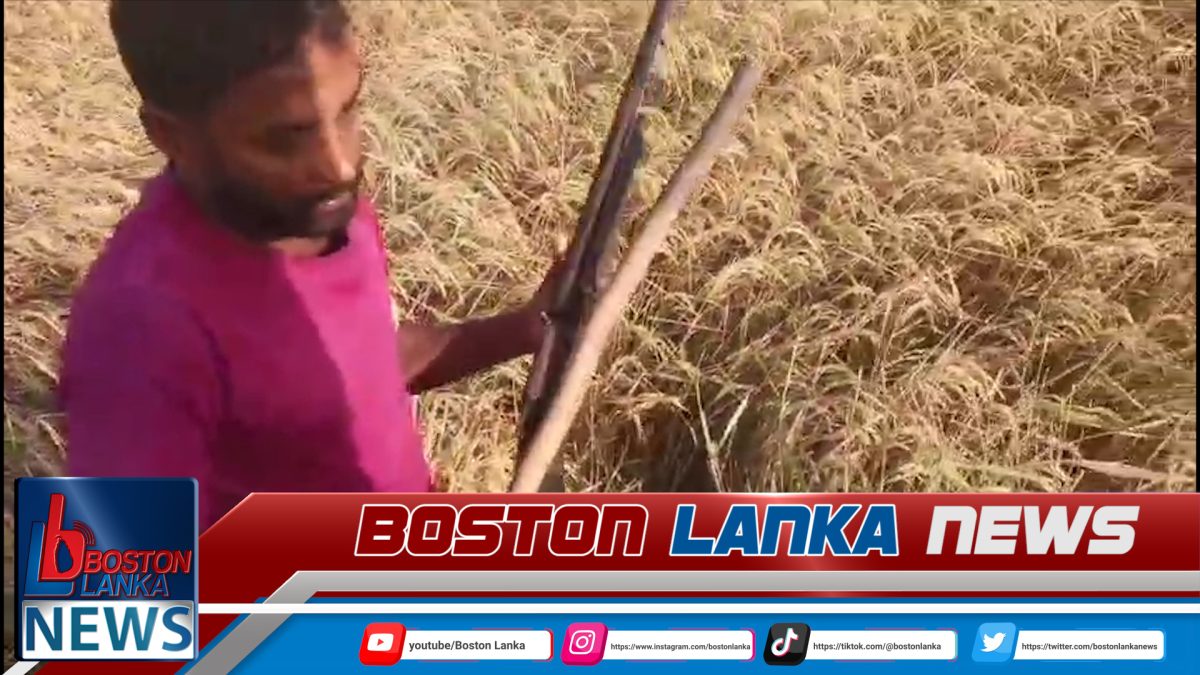 නීති විරෝධී ගිණීවියක් හක්කපටස් හා මදු සමඟ සැකකරුවන් තිදෙනෙක් වනජීවී නිලධාරීන්ගේ අත්අඩංගුවට….