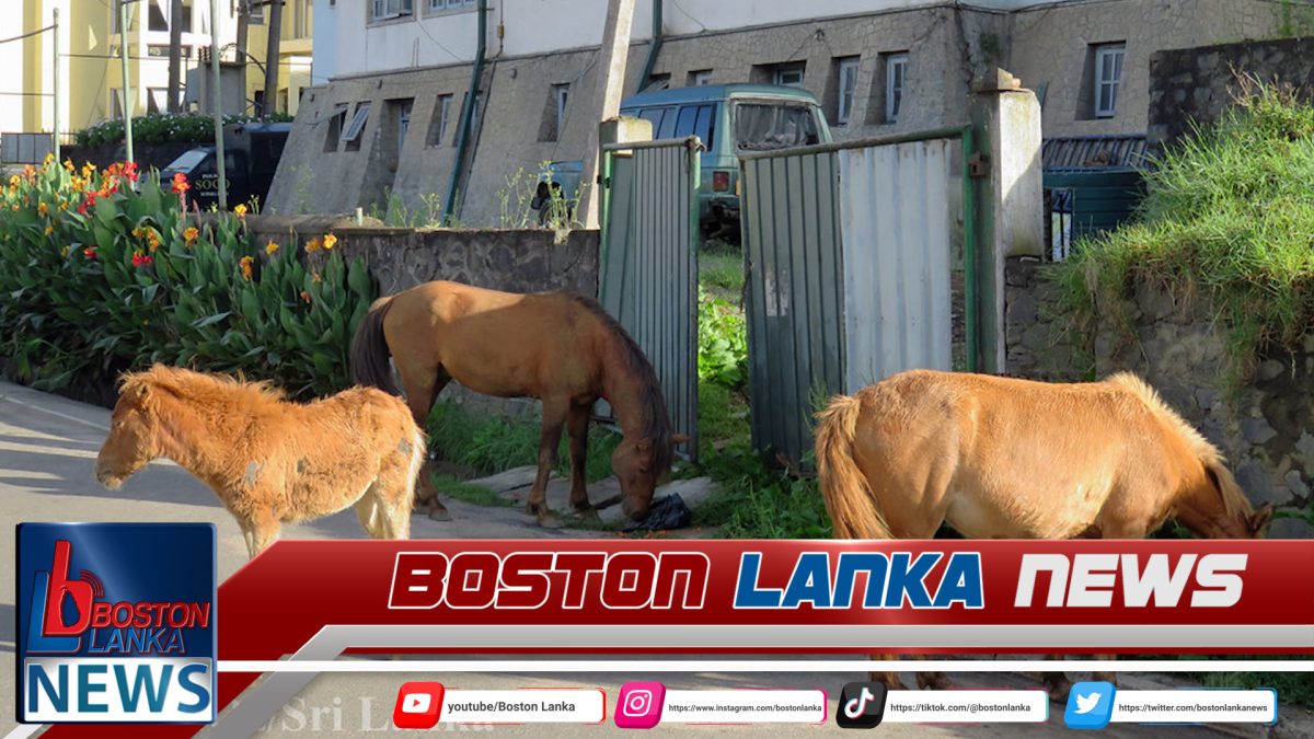 නුවරඑළියේ අයාලේ යන පෝනියන් වෙන්දේසි කරන්න යයි…..