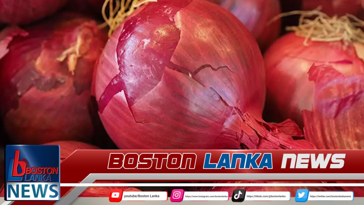 ලොකු ලූනු මිලදී ගැනීමේ රජයේ කොන්දේසි….