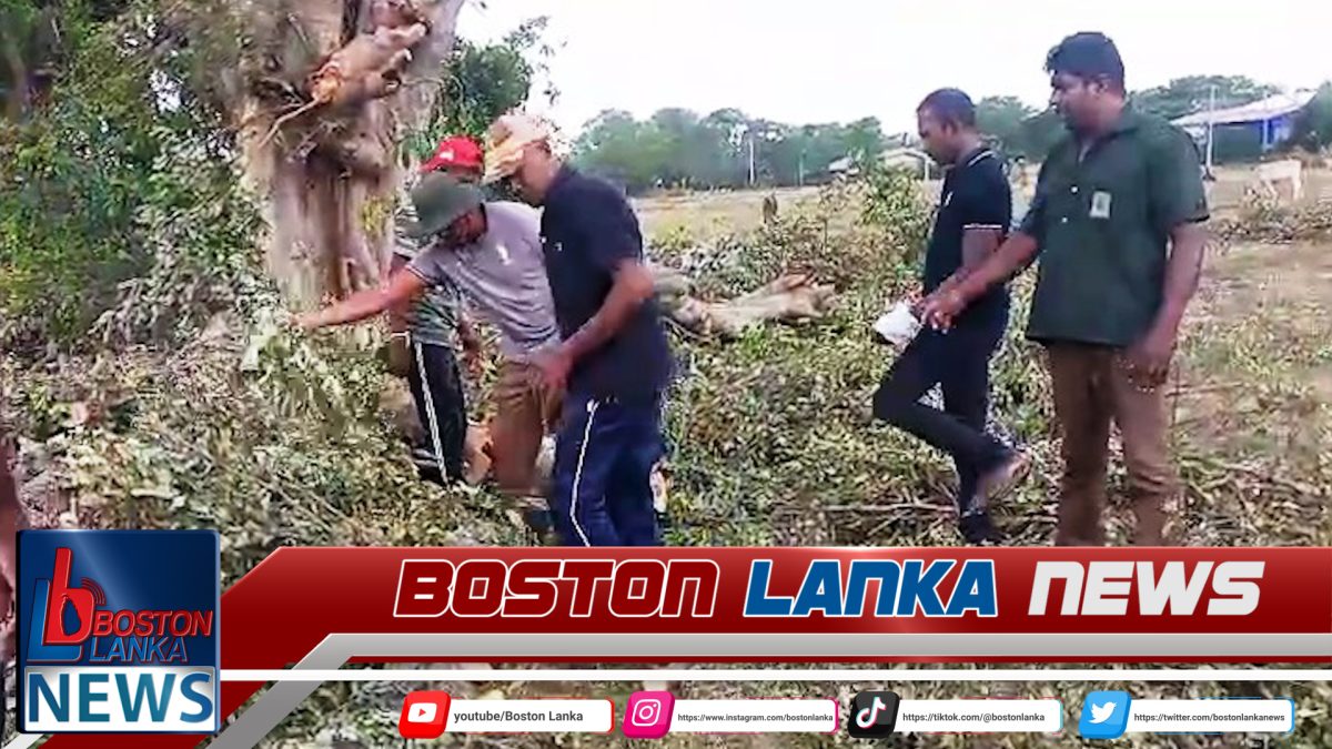 රිටිගල දැඩි සවභාවික රක්ෂිත ප්‍රේරක කලාපයේ දැවැන්ත කුඹුක් ගසක් කැපූ අයෙකු එම දැව සමඟ අත්අඩංගුවට….