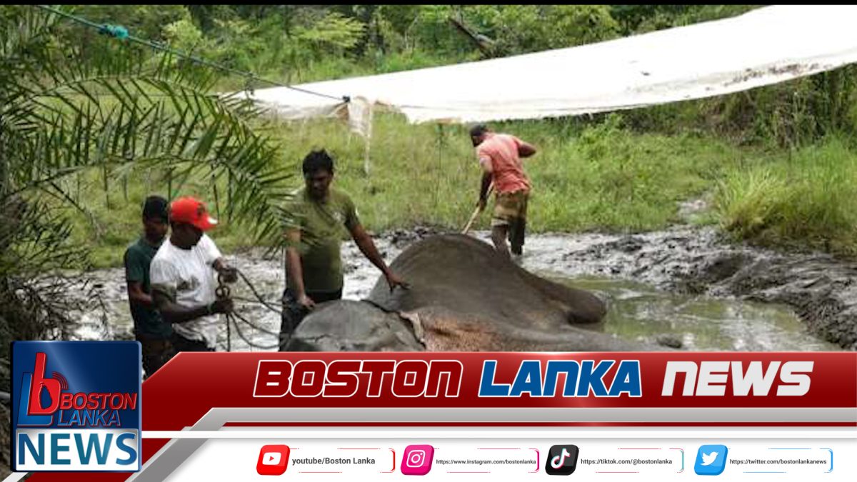 තවත් මියගිය වනඅලියෙකුගේ සිරුරක් සොයාගනී