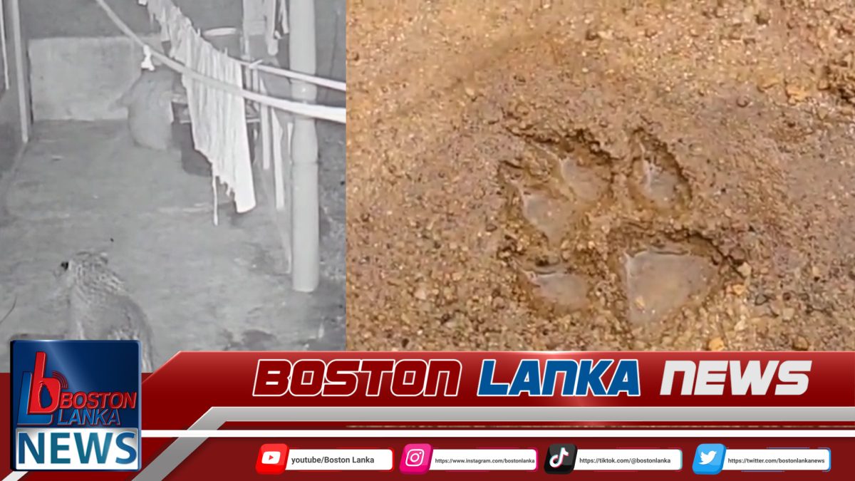 ෆොඩයිස් වතුයායේ කොටි කලබලයක්…