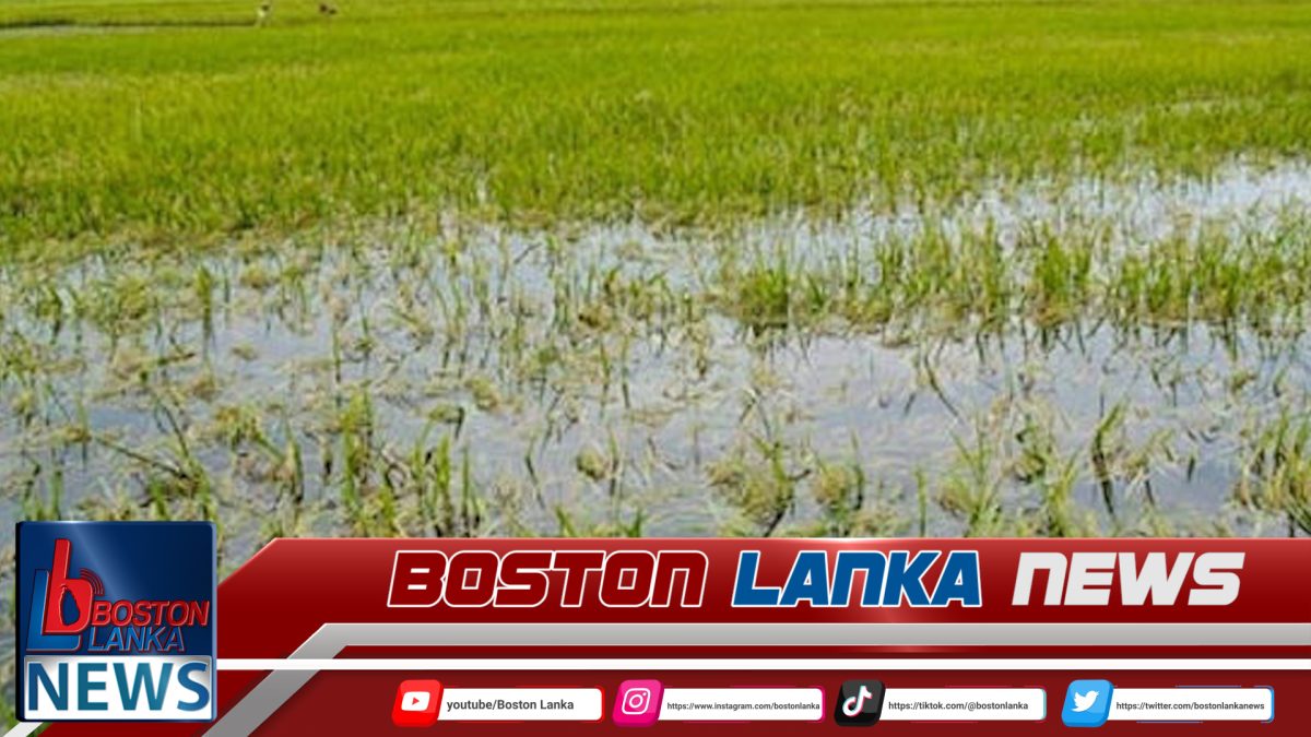 මහ කන්නයේ වගා හානි සඳහා රුපියල් මිලියන 1484ක් ගෙවා අවසන් කරයි