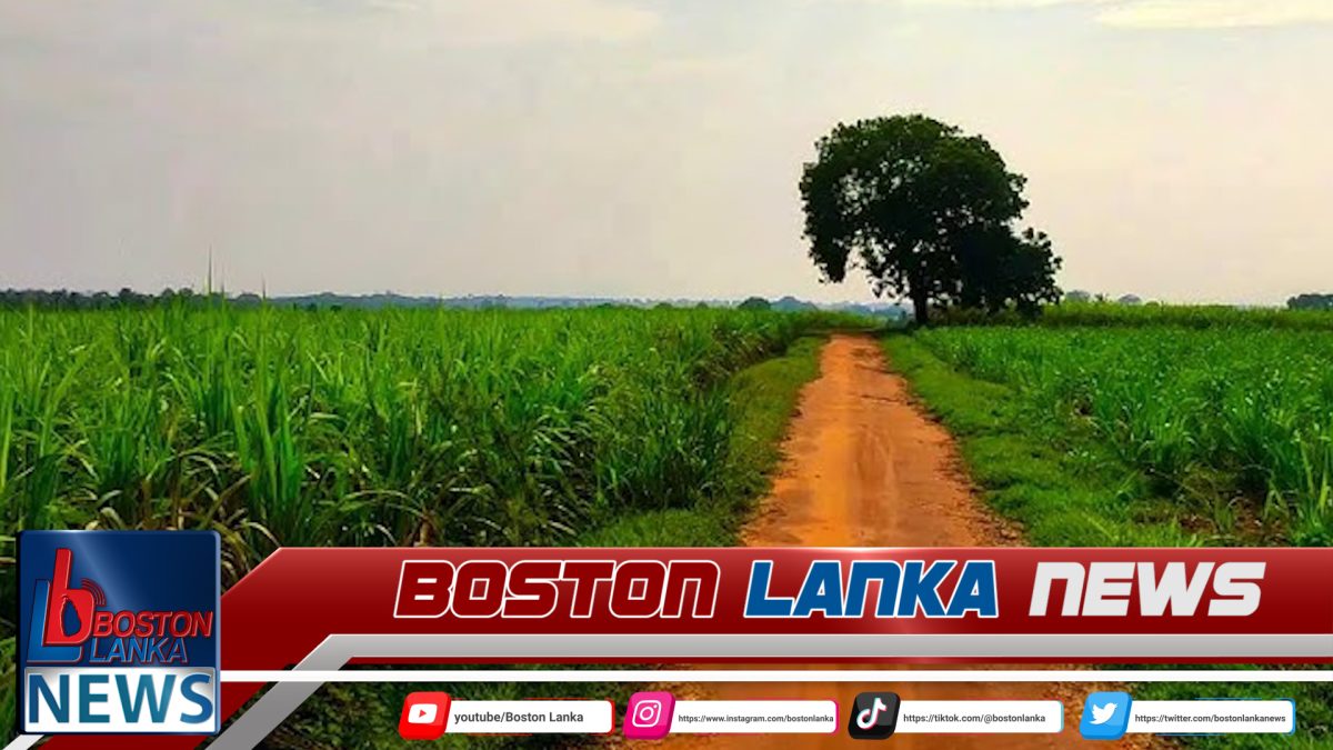 සෙවනගල උක් ගොවීන්ට රුපියල් 7,000ක වන්දි මුදලක්…..