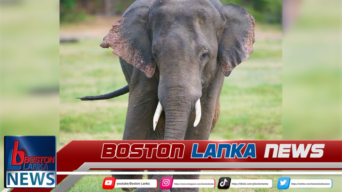 ‘සපුමල්’ ට වෙඩි තියලා – තුවාල බරපතළයි…..