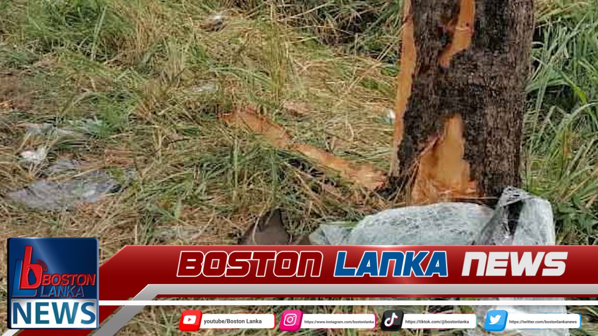 වන්දනා නඩයක් රැගත් වෑන් රථයක් ගසක ගැටී බිහිසුණු අනතුරක්…