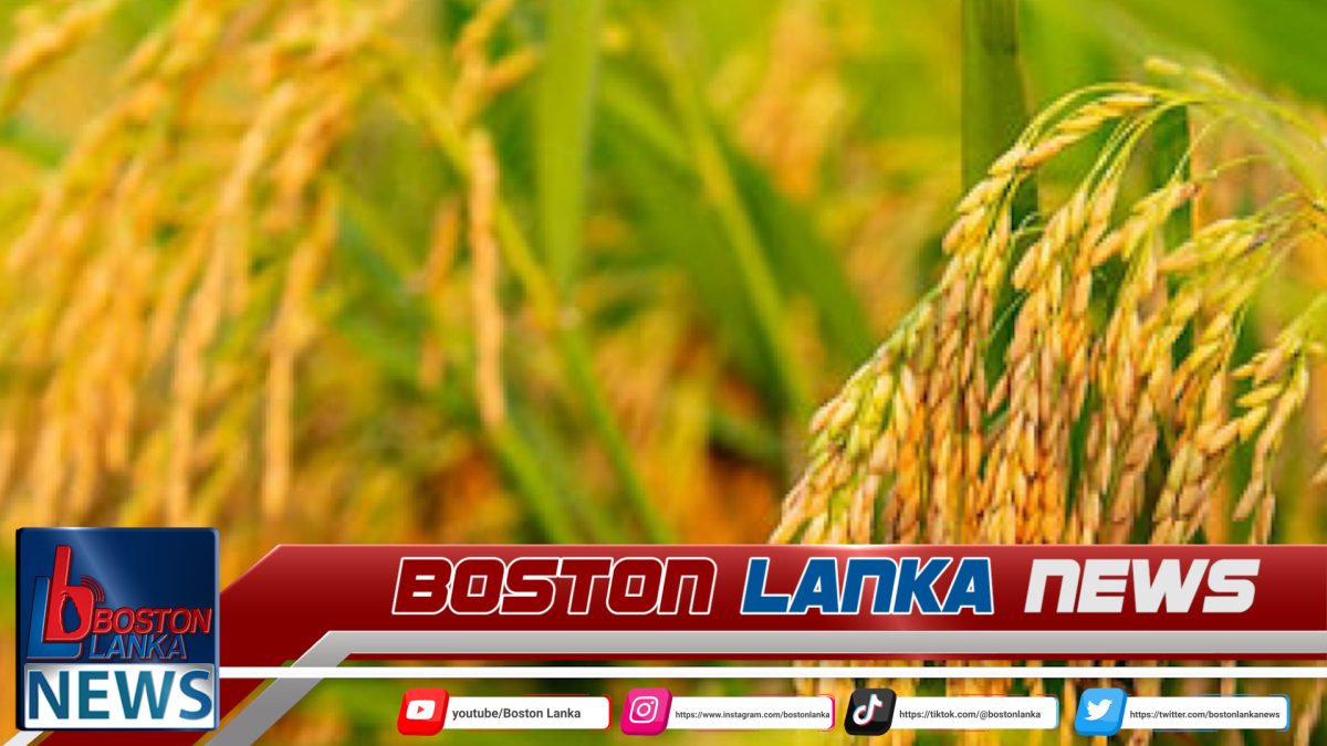 වී මෙට්‍රික්ටොන් 40,000කට වැඩි ප්‍රමාණයක් රජය මිලදී ගනී….