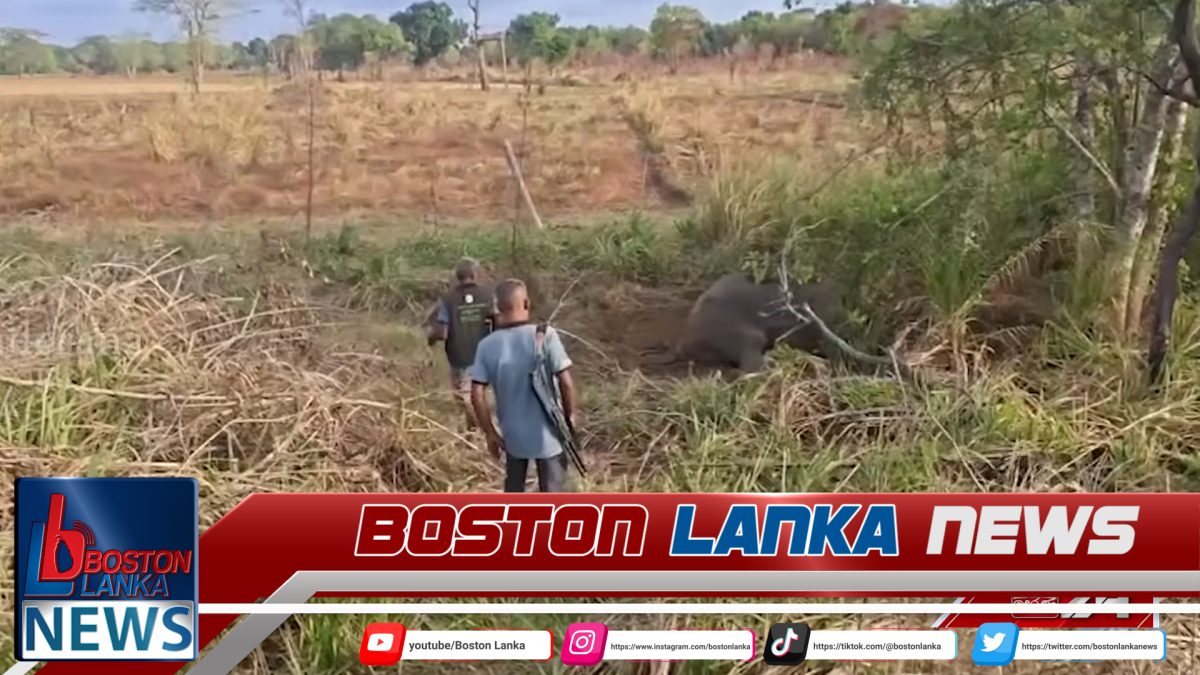 හබරණදී දුම්රිය ගැටී වනඅලියෙකු තුවාල ලබයි….