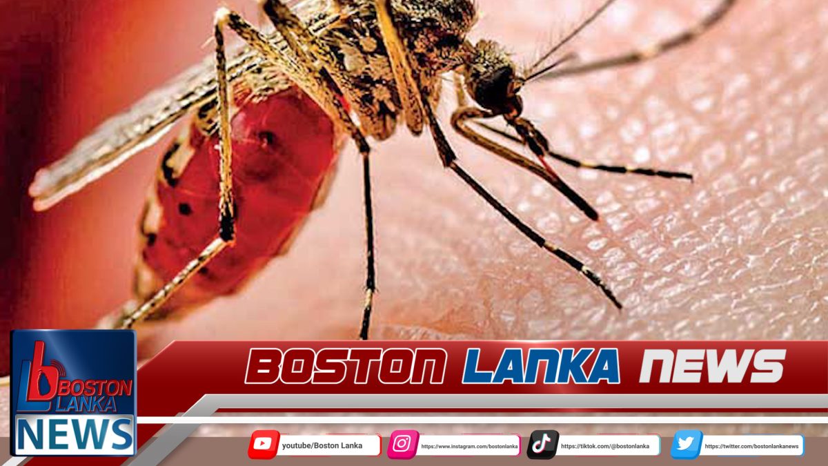 යළිත් හිස ඔසවන ඩෙංගු – මරණ 22ක් දක්වා ඉහළට……