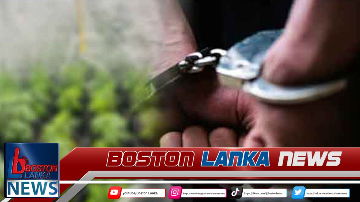 කුලී පදනම මත නිවසක් ලබා ගනිමින් කුෂ් වගා කළ විදෙස් ජාතිකයෙකු අල්ලයි…..