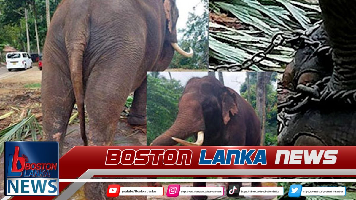 තායිලන්තයෙන් තෑගි කළ ඇත්තු දෙන්නා නැවත ගෙන්වා ගැනීමට අවධානය…..