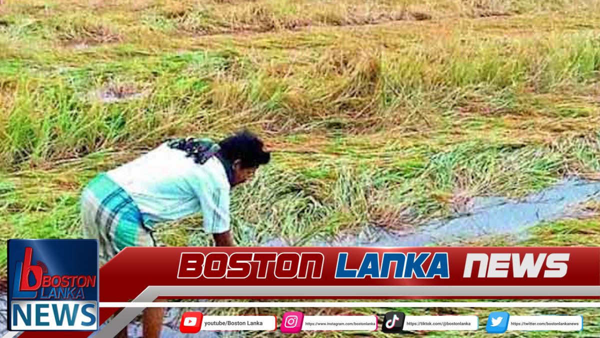 අයහපත් කාලගුණයෙන් බෝග වගාවන්ට සිදුවූ හානි ගණන කිරීම ඇරඹේ…..