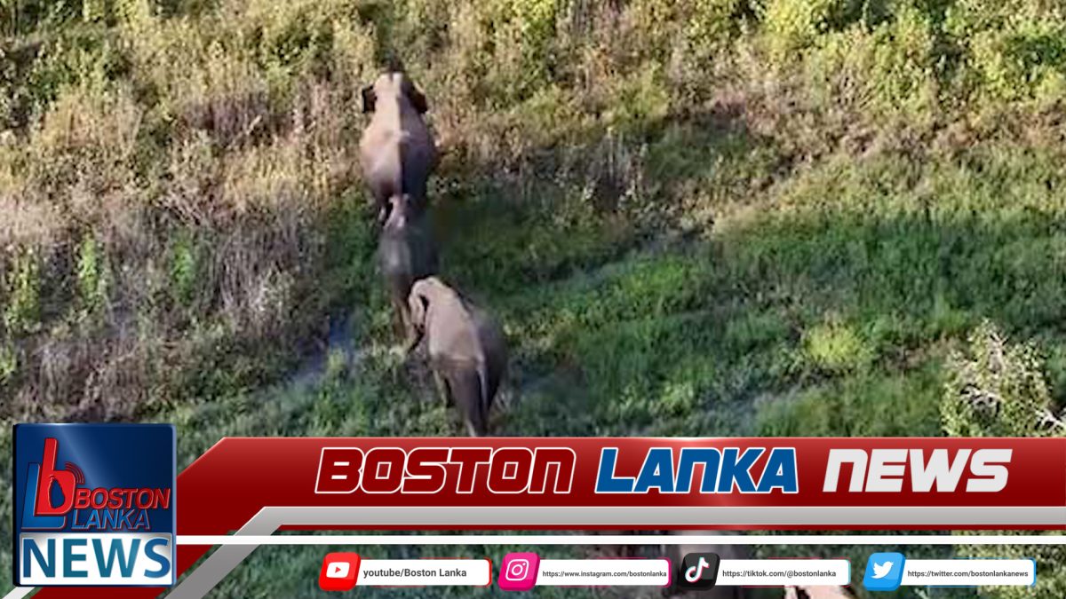 අලි-මිනිස් ගැටුම අවම කිරීම සඳහා ගෙන ඇති ක්‍රියාමාර්ග පිළිබඳ වාර්තාවක් අධිකරණය ඉල්ලයි….