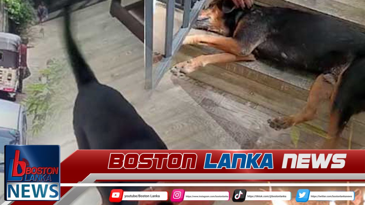 වීථි සුනඛයෙකු හැප්පූ සැකකාර කාන්තාව රිමාන්ඩ්…