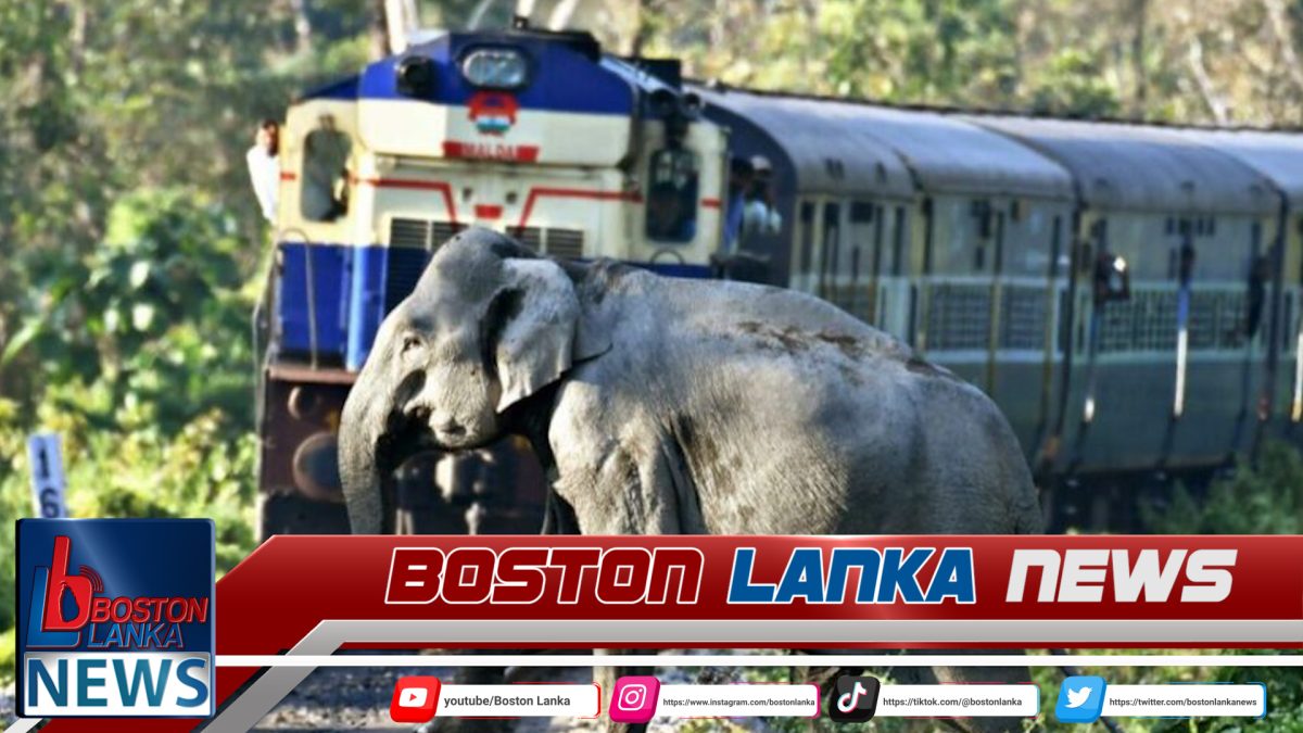 දුම්රියේ වනඅලි ගැටීමට විසඳුම් ඉල්ලා දුම්රිය රියදුරන්ගෙන් තීරණයක්….