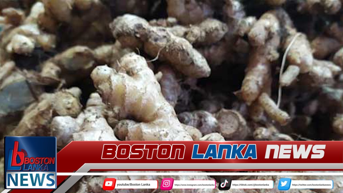 දේශීය වෙළෙඳපොළේ අමුඉඟුරුවල හිඟයක්….