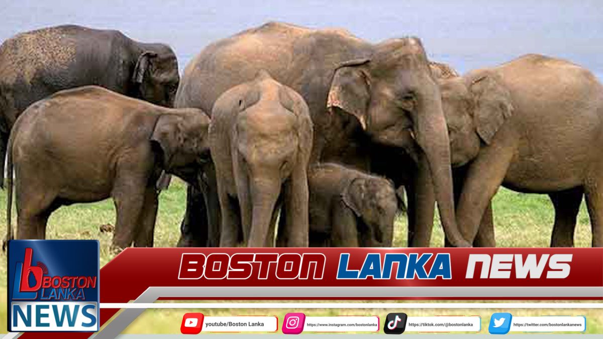 හම්බන්තොට වනඅලි කළමනාකරණ කලාපය සම්බන්ධ රෙගුලාසි මාලාවක්….