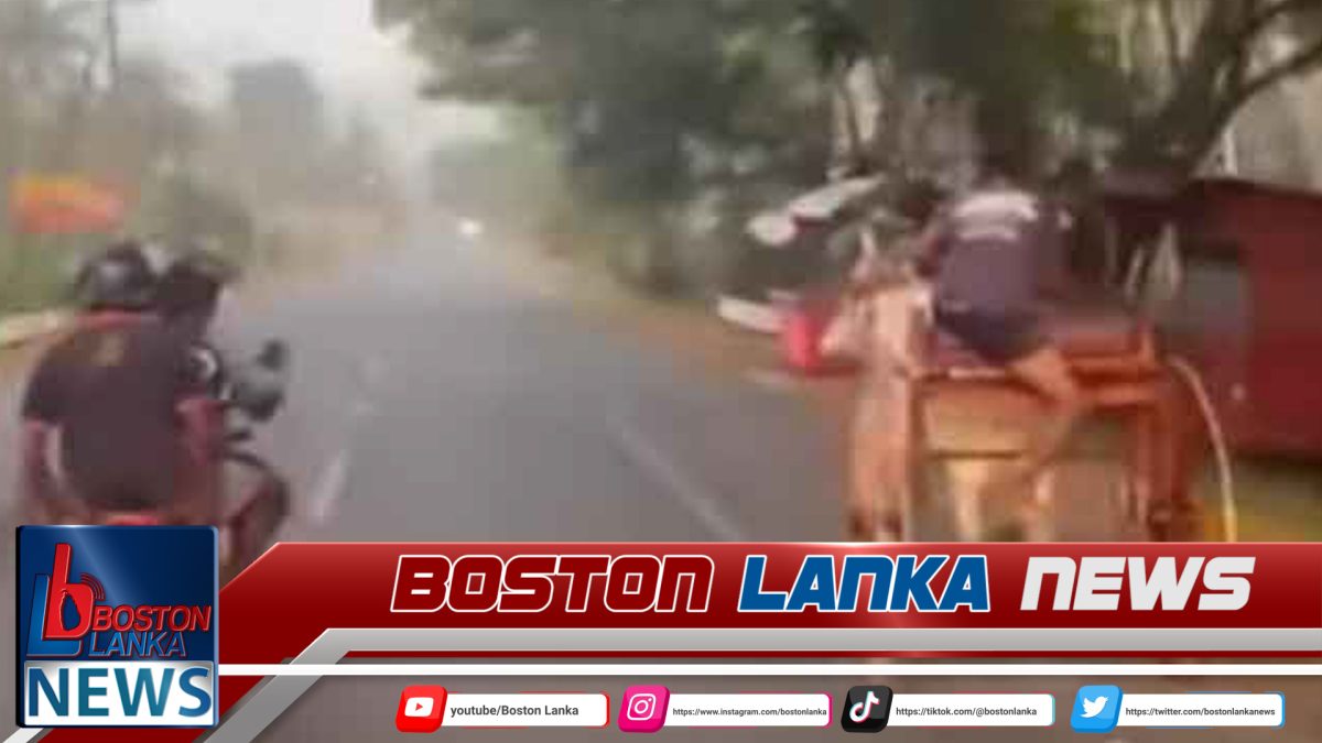 තරගයට තිරික්කල පැද ගවයෙකුට දුන් වේදනාවට අයෙකු අත්අඩංගුවට….