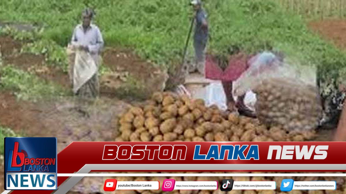 අර්තාපල් ගොවීන්ට රජයෙන් සහනයක්…..