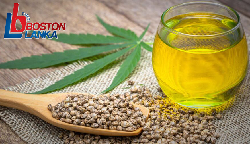 kansa-ganja-medical-hemp