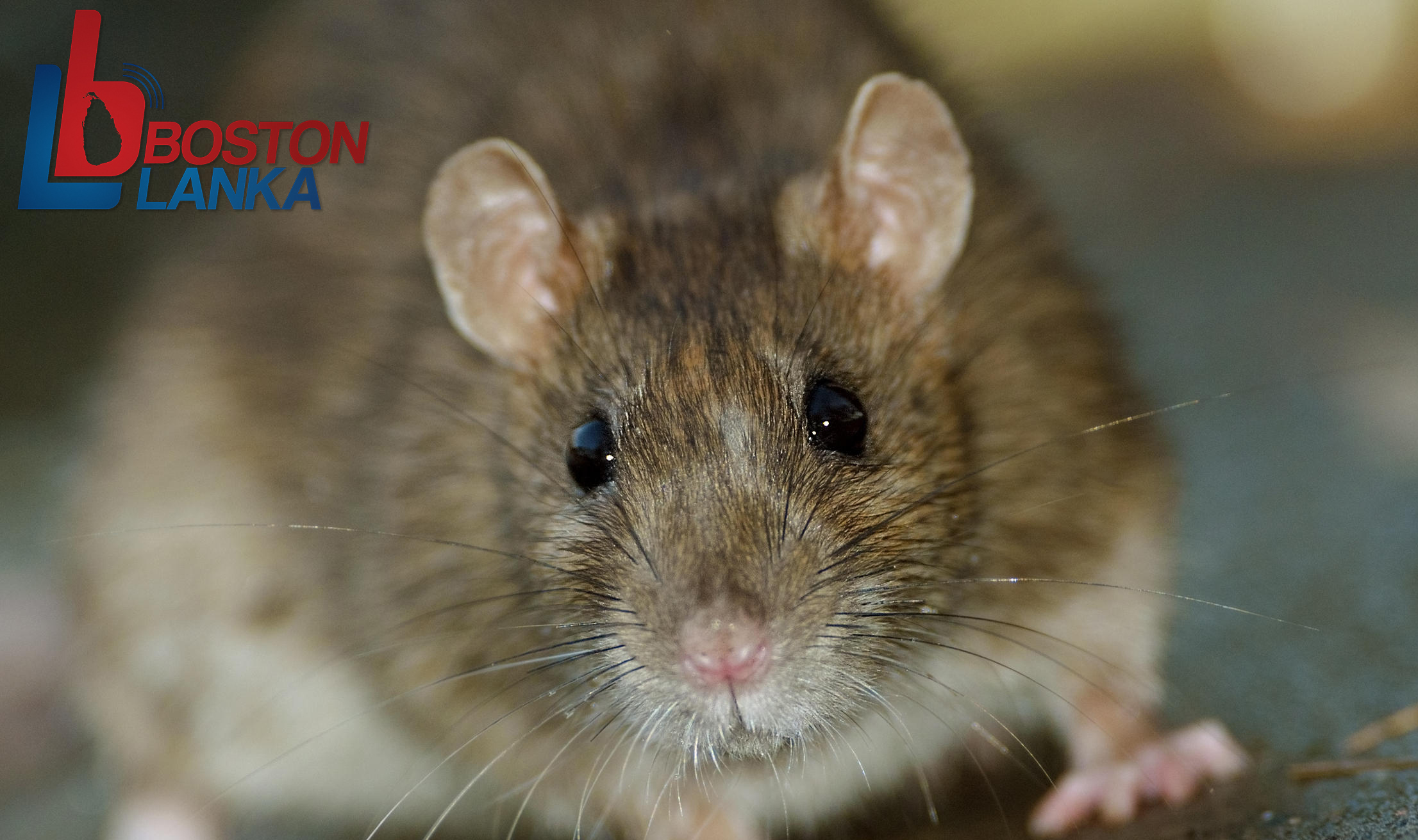 Close up of big Brown Rat standing still on concrete floor.