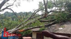 balangoda-fg